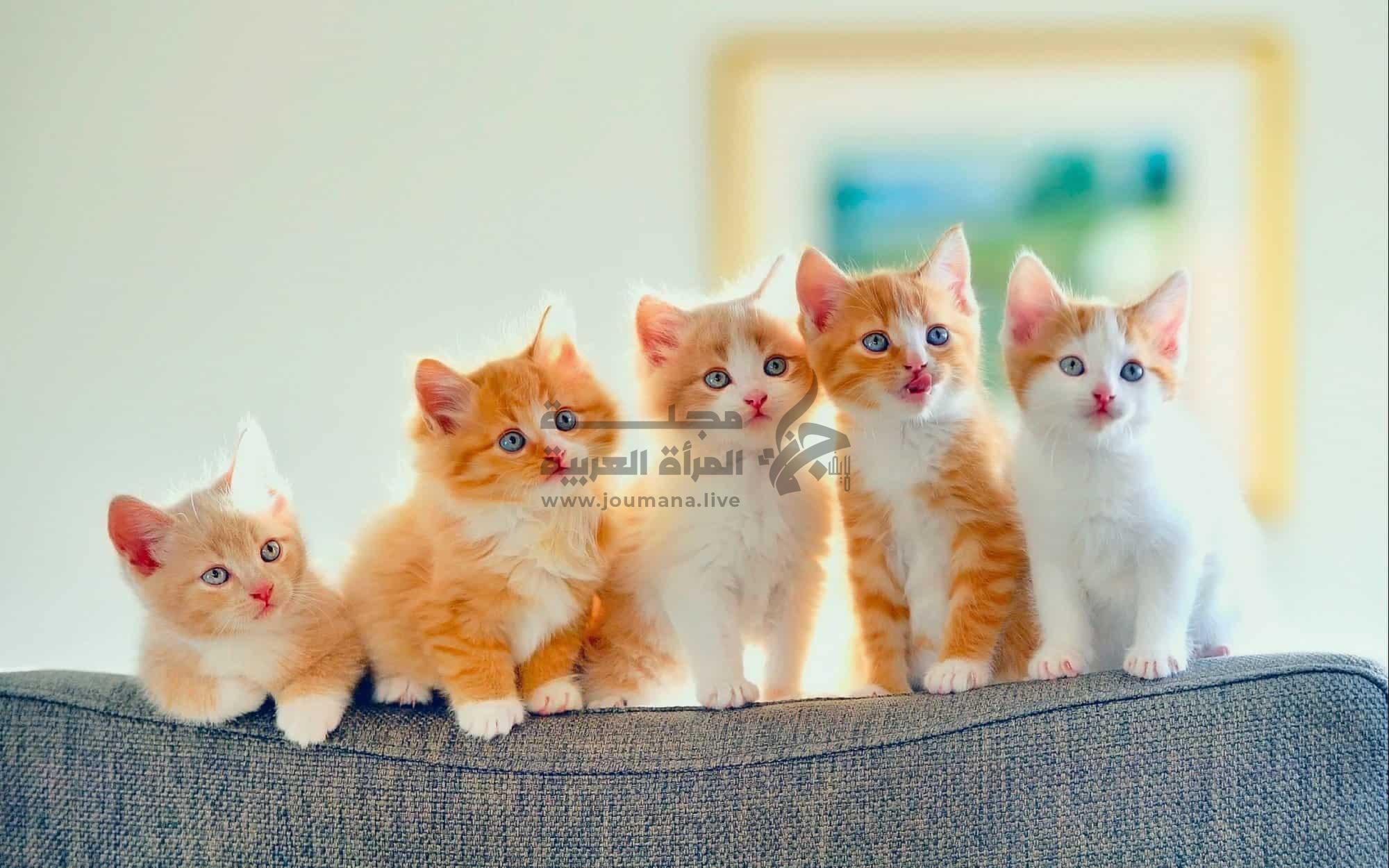 فهم سلوك قطتك