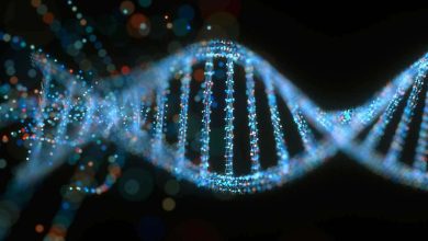 ما الفرق بين DNA في الميتوكندريا وبين DNA في النواة؟