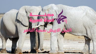 الفيل الابيض سمية الناصر