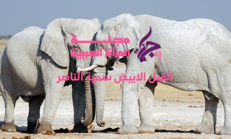 الفيل الابيض سمية الناصر