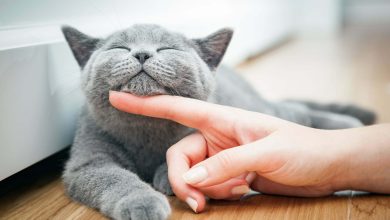 خرخرة القطط