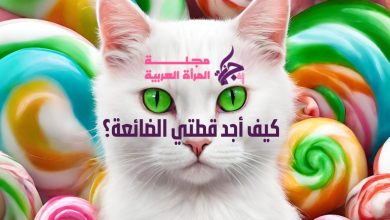 كيف أجد قطتي الضائعة