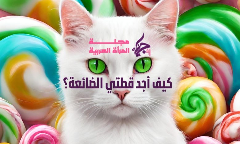 كيف أجد قطتي الضائعة