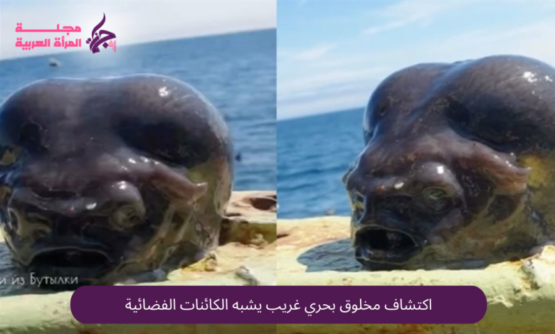 اكتشاف مخلوق بحري غريب يشبه الكائنات الفضائية